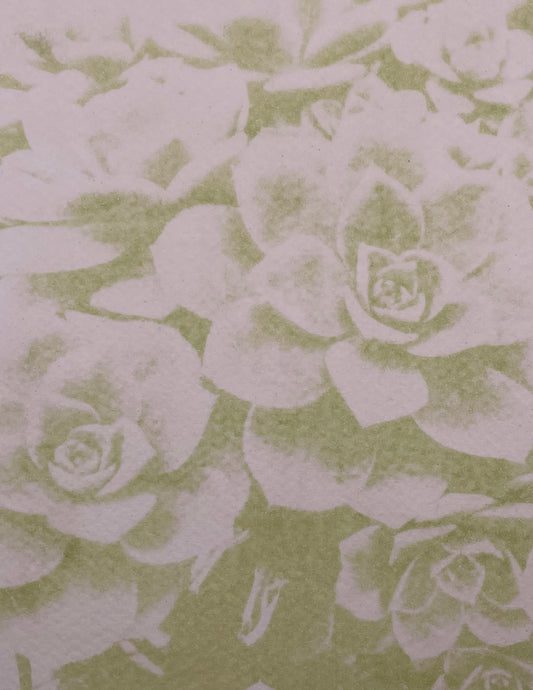 Caladium Anthotype. Alternative photography reveals beautiful succulent plants . Cristina Zaletta Canada