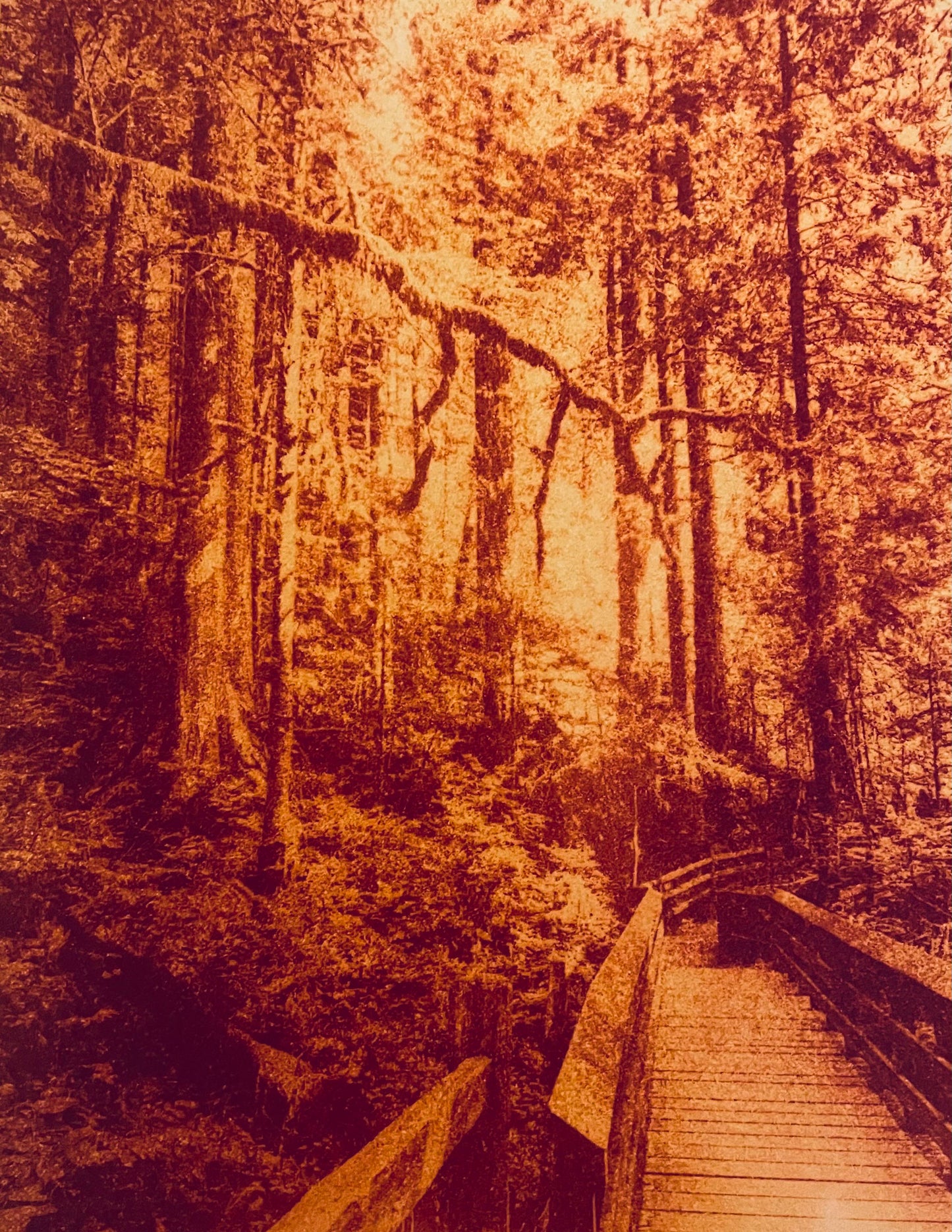 Anthotype Turmeric Wooden pathway through a dense forest warm color Cristina Zaletta Canada 