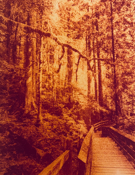 Anthotype Turmeric Wooden pathway through a dense forest warm color Cristina Zaletta Canada 