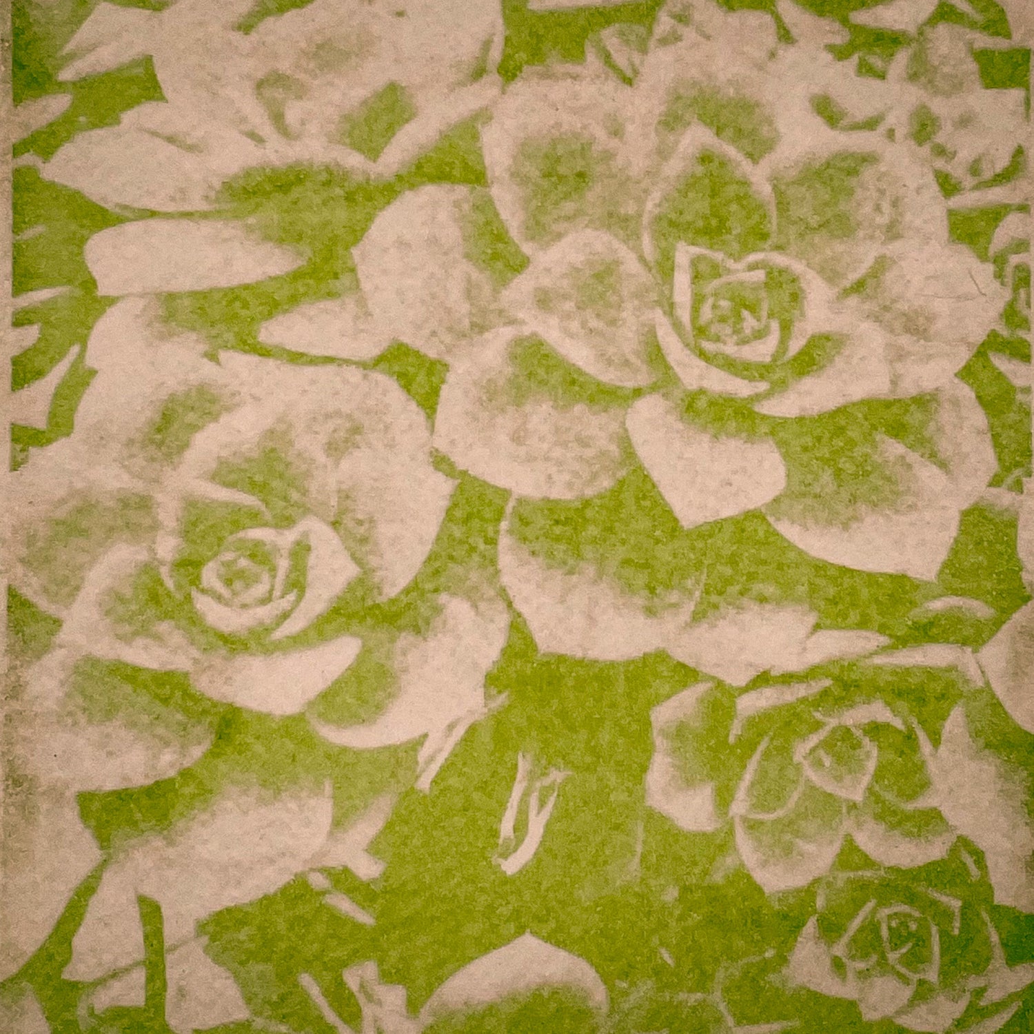 Caladium Anthotype. Alternative photography reveals beautiful succulent plants . Cristina Zaletta Canada