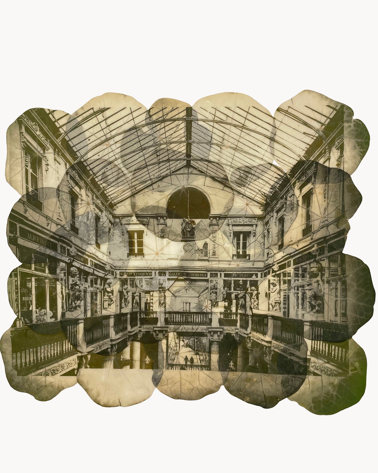 Chlorophyll Print on nasturtium leaves , grow lights, botanical photography inspired by architecture . Cristina Zaletta, Canada. 