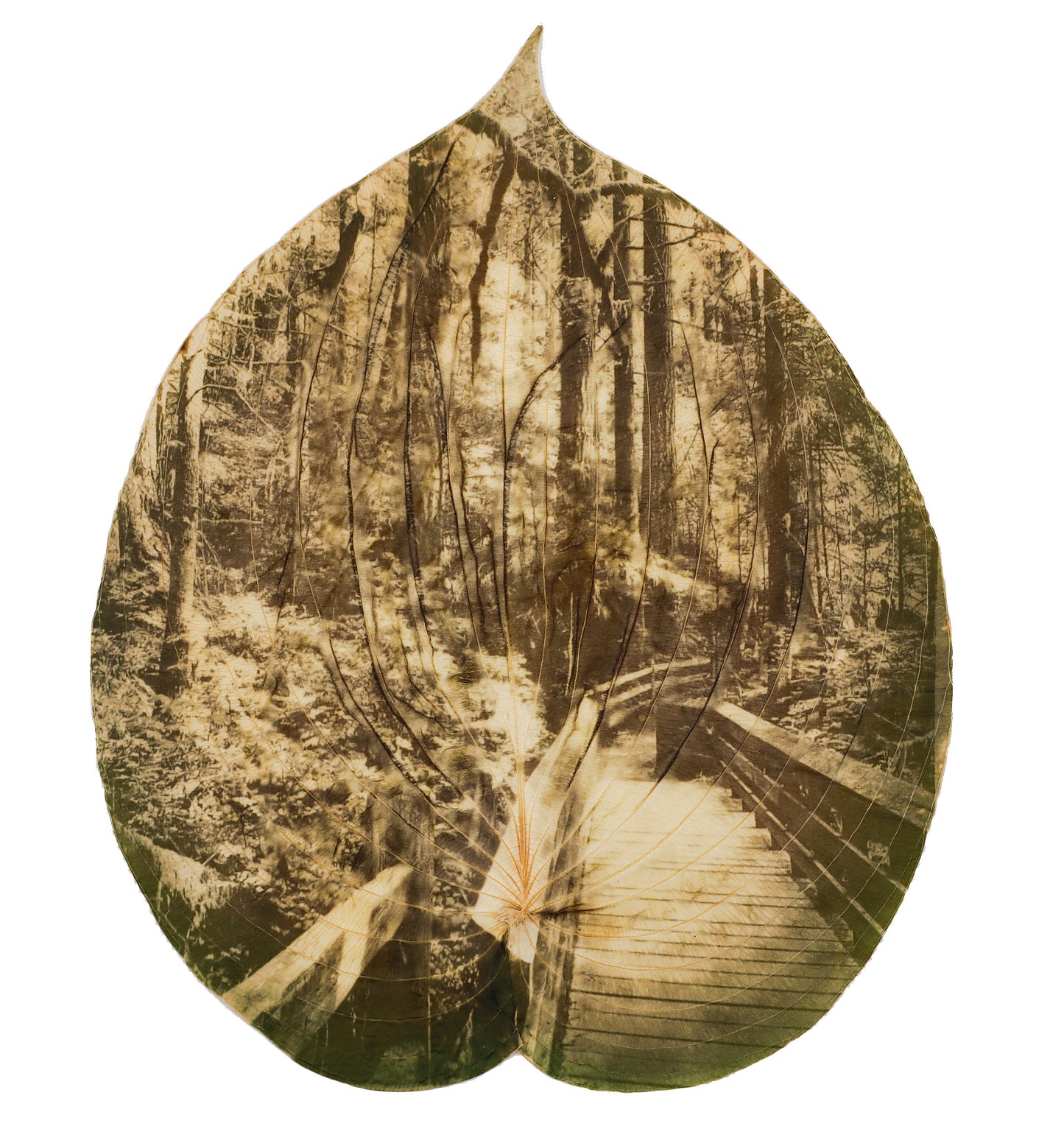 Chlorophyll Print Hosta Leaf . Forest scene reflects powerful fusion between nature and memory. Cristina Zaletta . Canada 