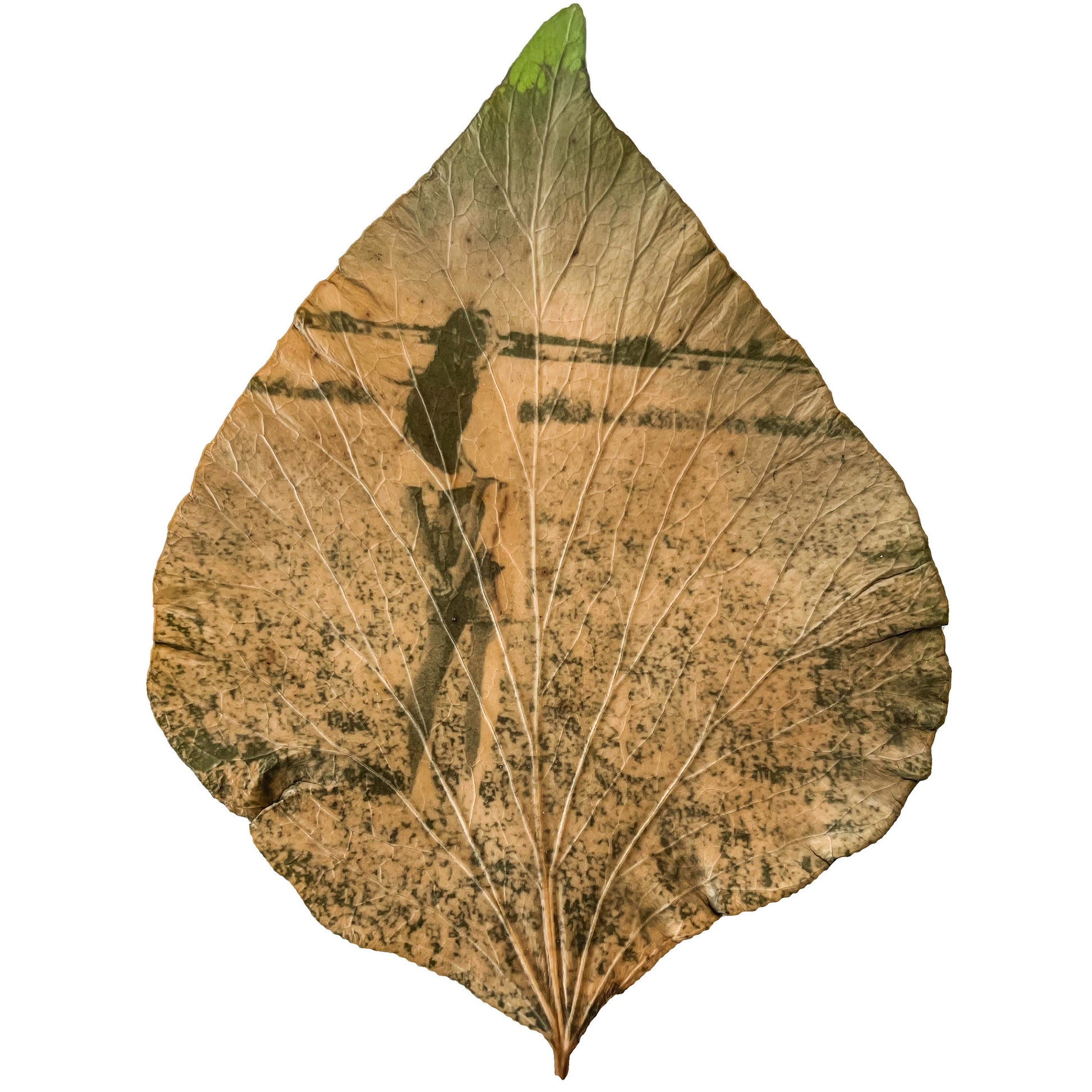 Chlorophyll print on Ivy leaf, botanical  photography merged  human dreams and organic memory. Cristina Zaletta , Canada.