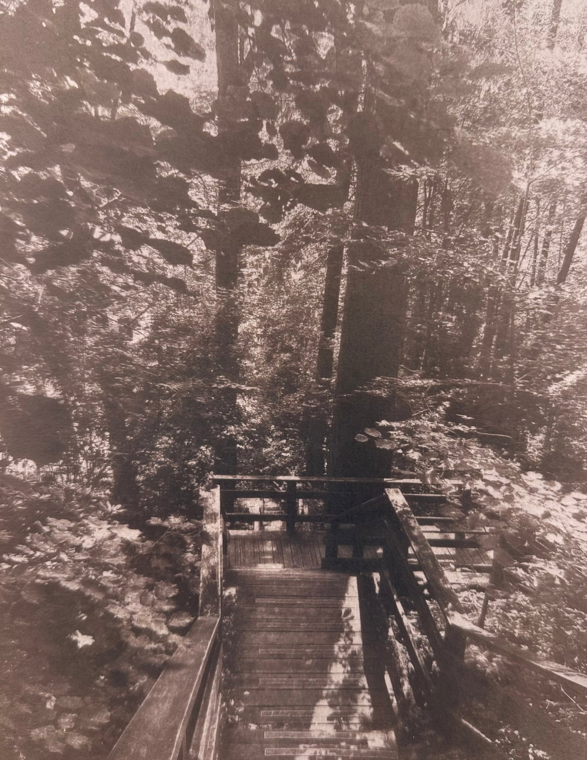 Cyanotype-Forest 1 pushes the boundaries of alternative photography by merging Prussian blue chemistry with the unexpected warmth of Japanese sencha tea.