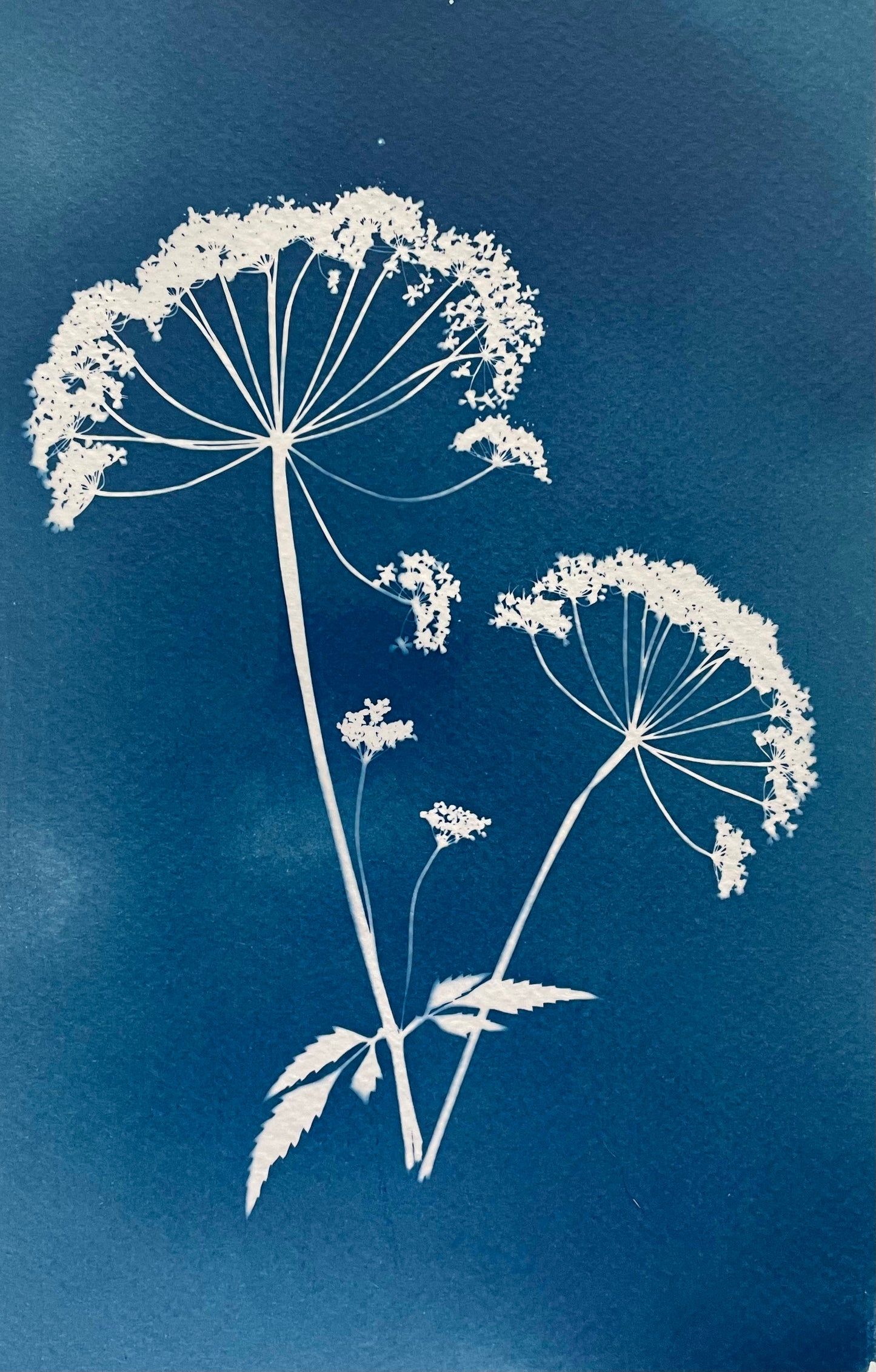 Cameraless cyanotype with flowers . Prussian blue. Alternative Photography transforms flowers into abstract botanical statements. 