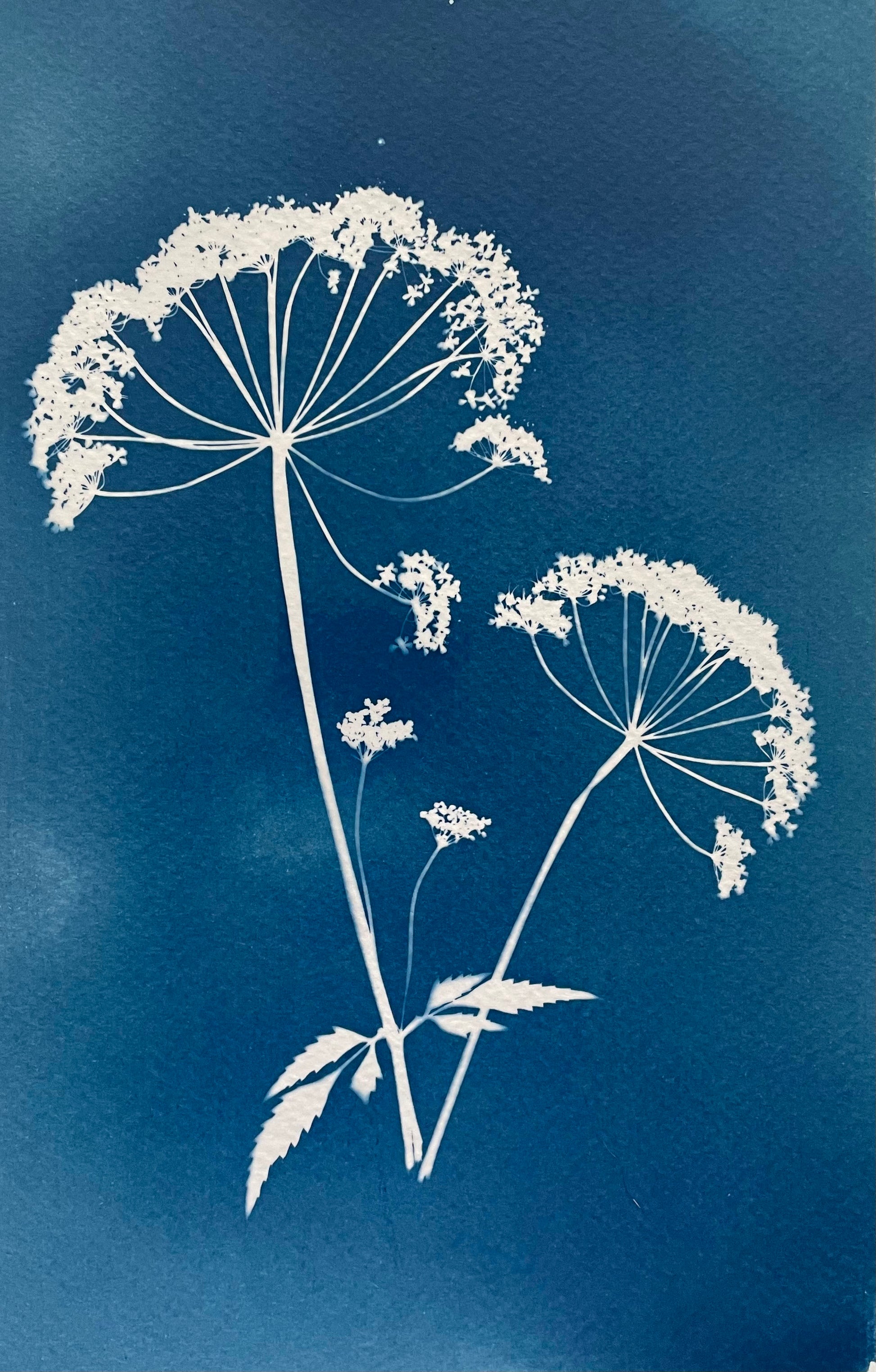 Cameraless cyanotype with flowers . Prussian blue. Alternative Photography transforms flowers into abstract botanical statements. 