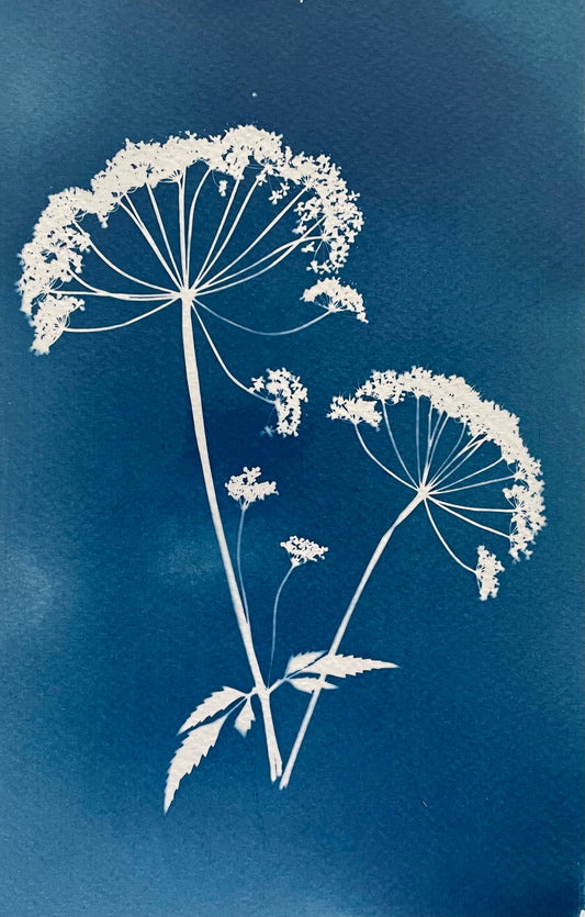 Cameraless cyanotype with flowers . Prussian blue. Alternative Photography transforms flowers into abstract botanical statements. 