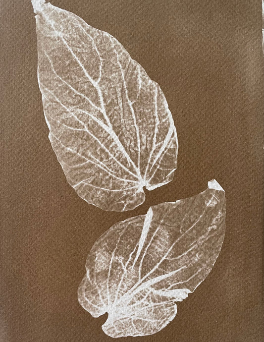 Cameraless cyanotype with leaves. Toned with mint and yerba mate. Cristina Zaletta Canada 