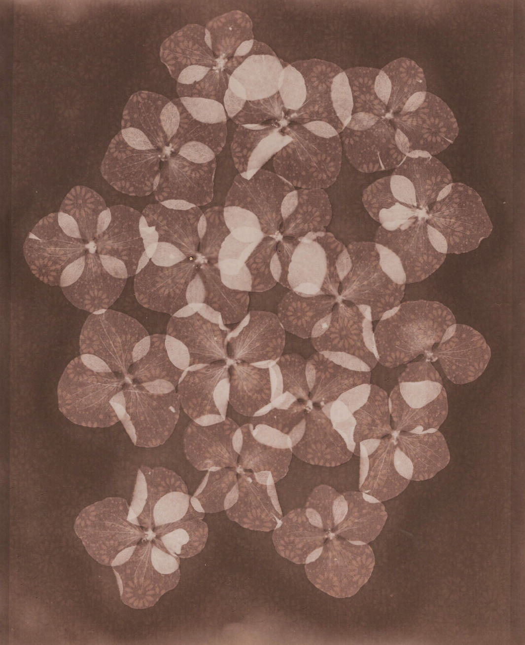 Lumen Cameraless alternative process Hydrangeas captured in luminous detail on premium photographic paper . Cristina Zaletta . Canada