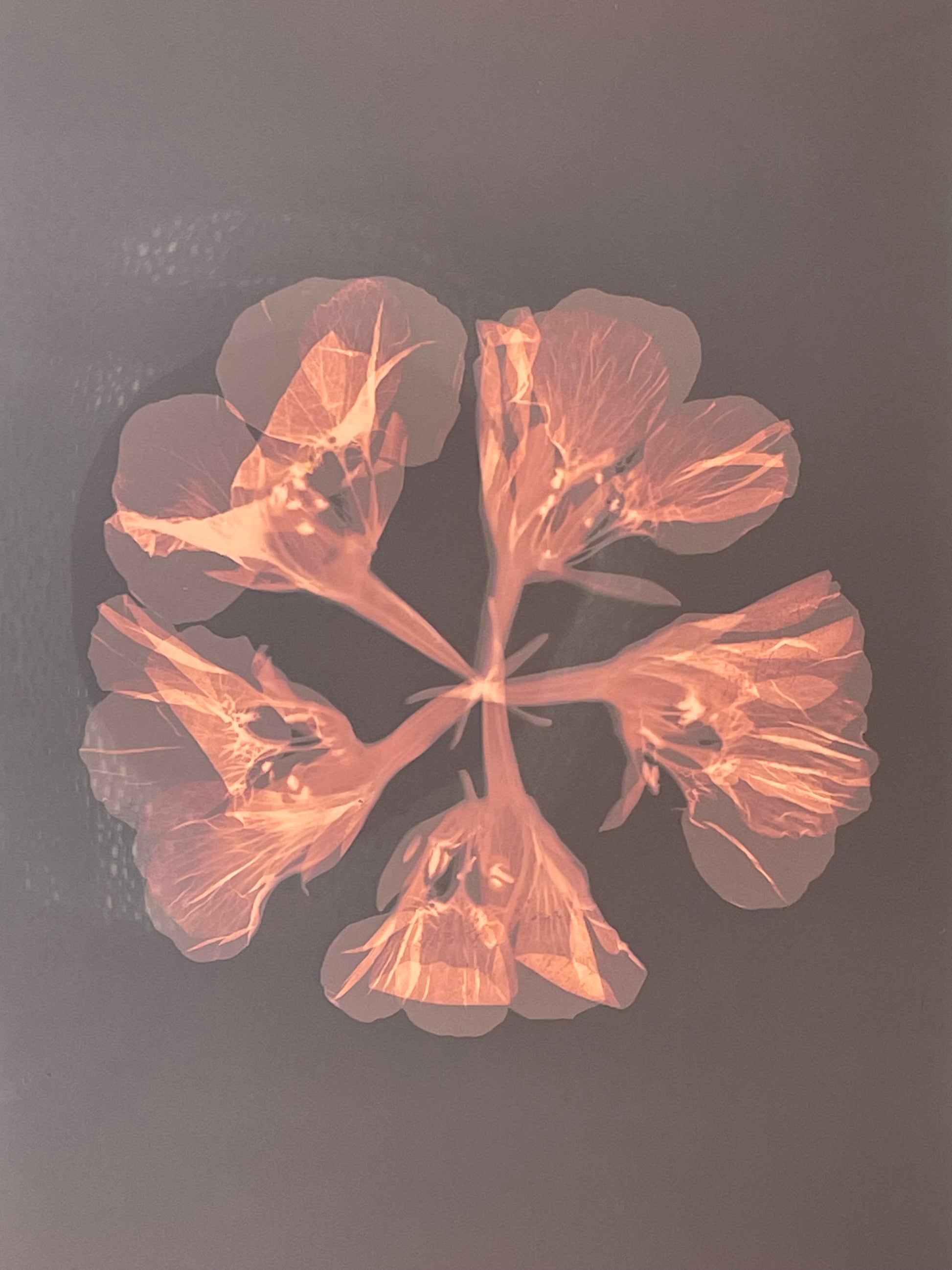 Lumen Cameraless photography Nasturtium's flowers es a natural beauty in an unconventional artistic medium. Cristina Zaletta Canada