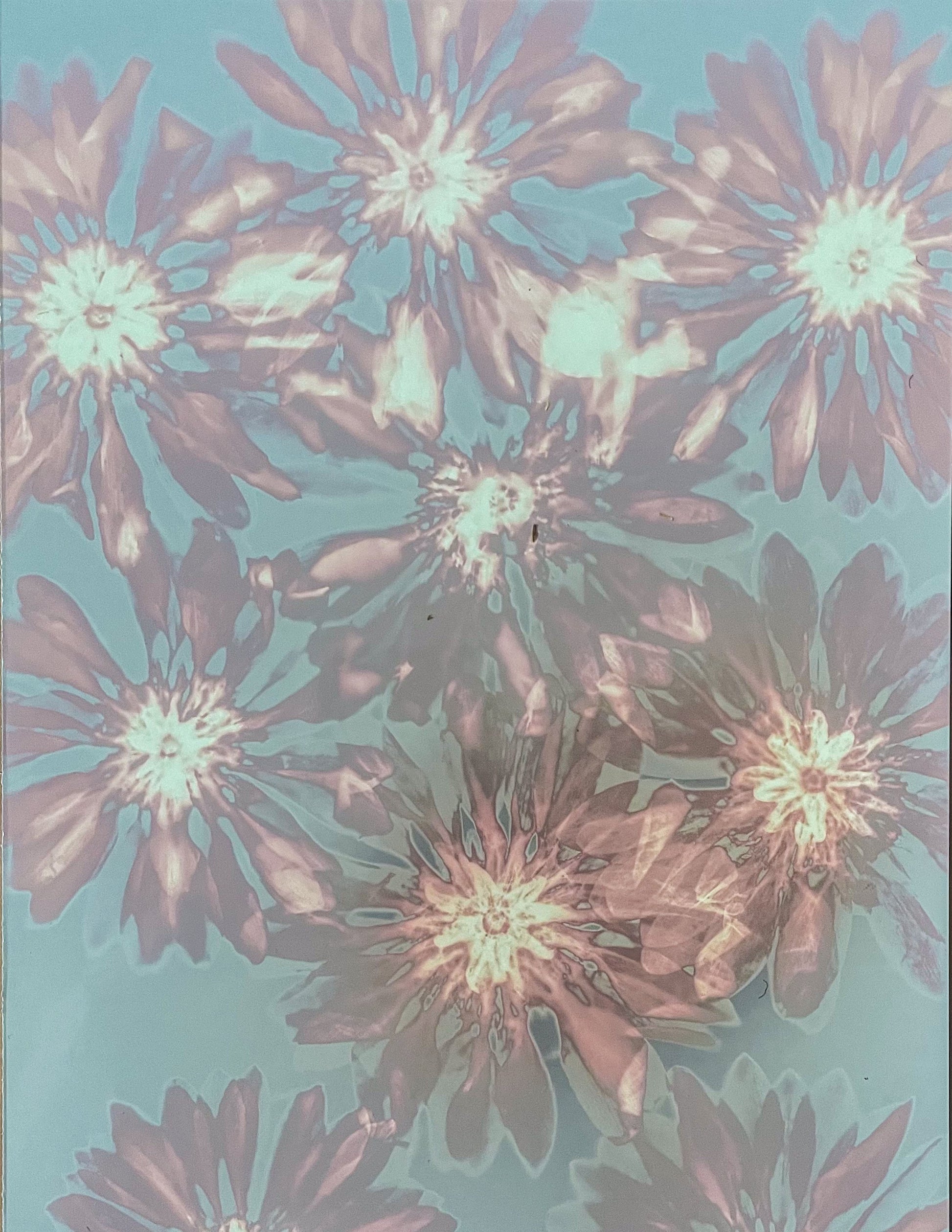 Lumen Camerales alternative process. Botanical form directly onto photographic paper in a raw uncontrolled dance . Cristina Zaletta . Canada 