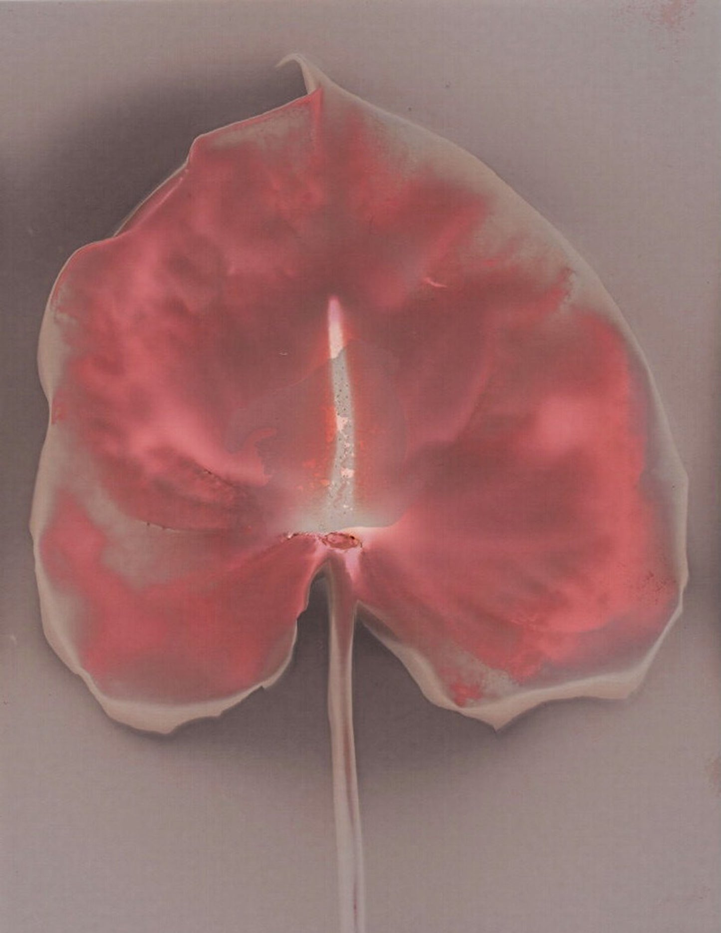 Cameraless Alternative Process Lumen. Ethereal and dreamlike imagery of un anthurium flower in photographic paper. Cristina Zaletta Canada 