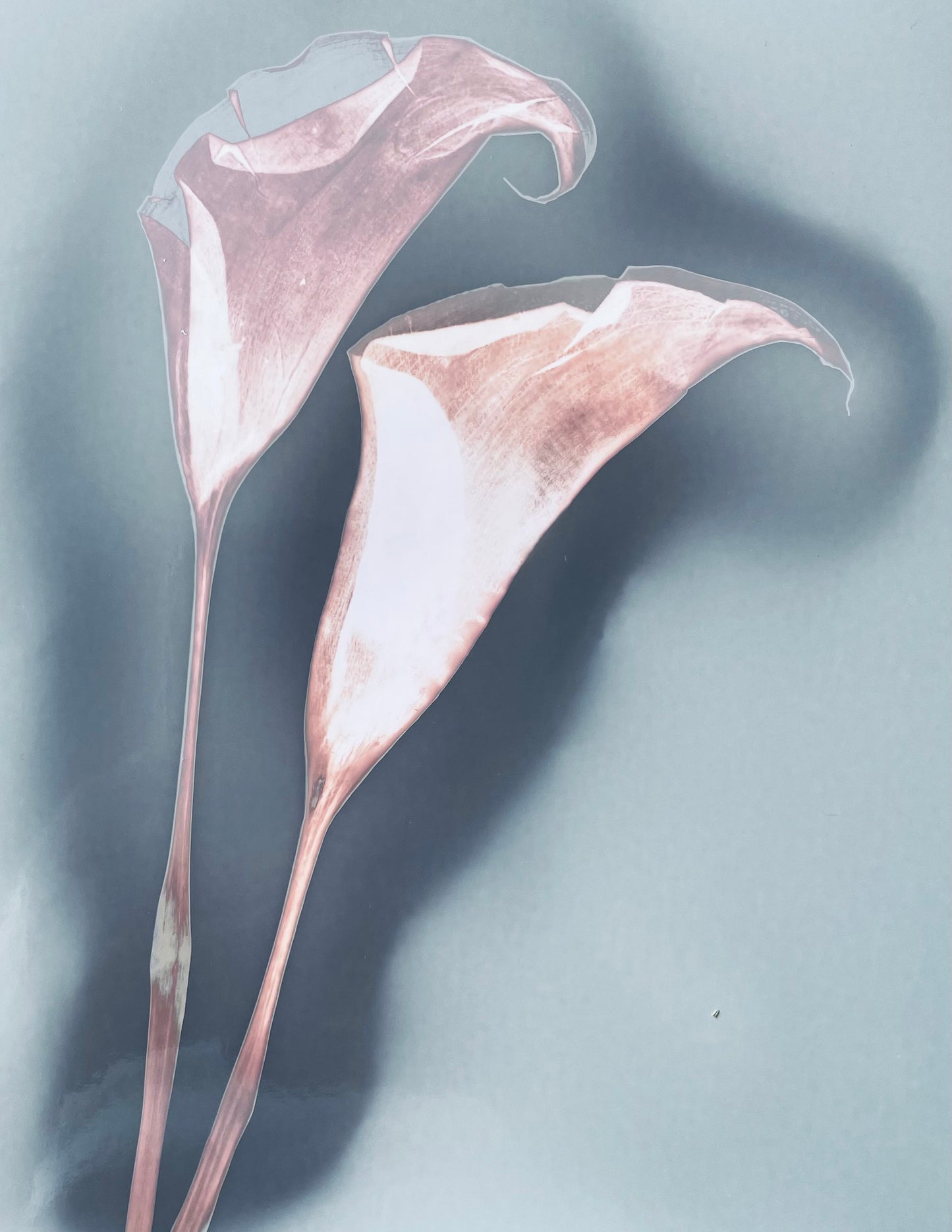 Lumen photography Botanical Artwork  Two pink calla lilies on a light-sensitive paper  Cristina Zaletta Canada 