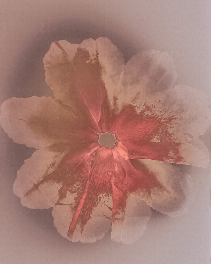 Lumen print Cameraless alternative process .Natural beauty of Rhododendron flower captured in a light sensitive paper . Cristina Zaletta . Canada 