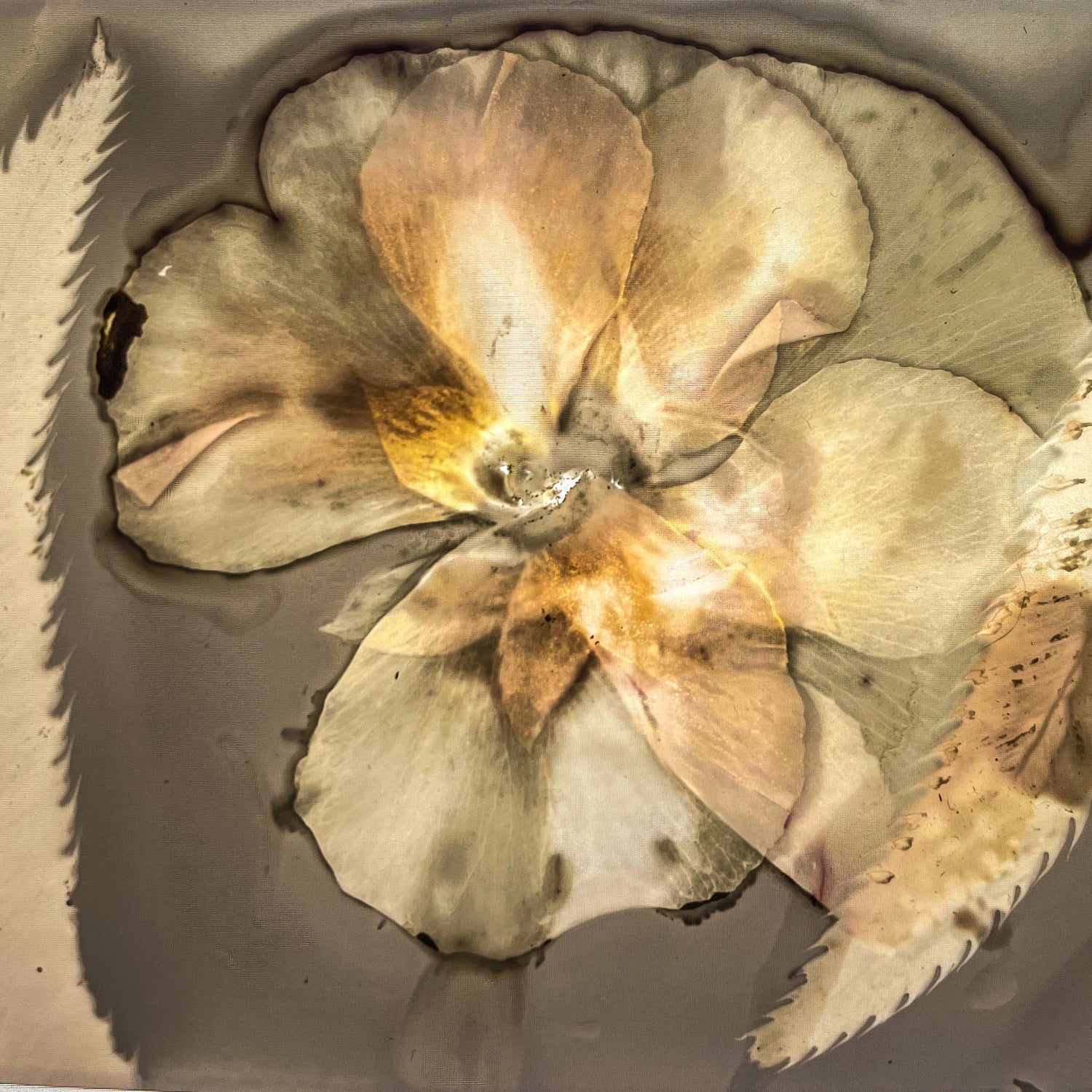 Phytogram pansy flowers in 35m film. Cristina  Zaletta . Canada