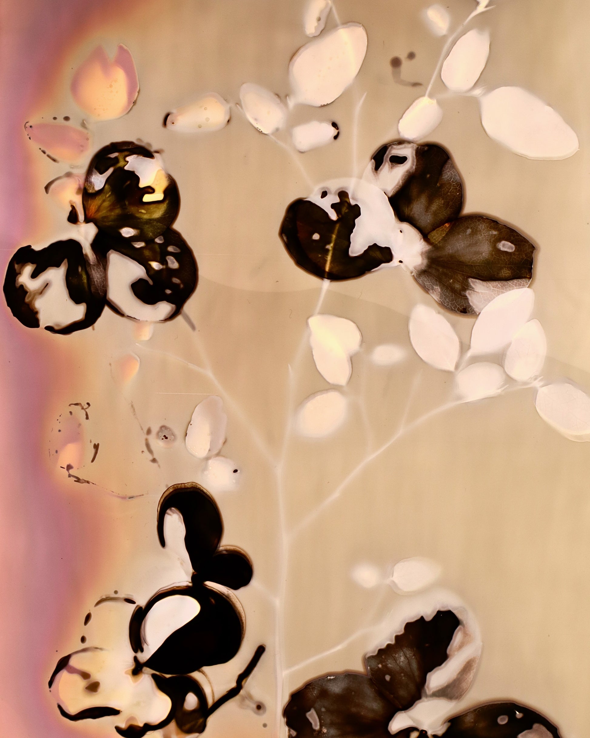 alternative photography revealing structures and botanical characteristics.