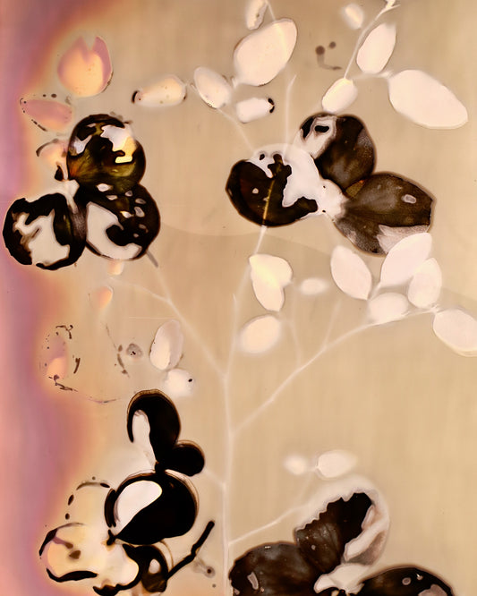 alternative photography revealing structures and botanical characteristics.