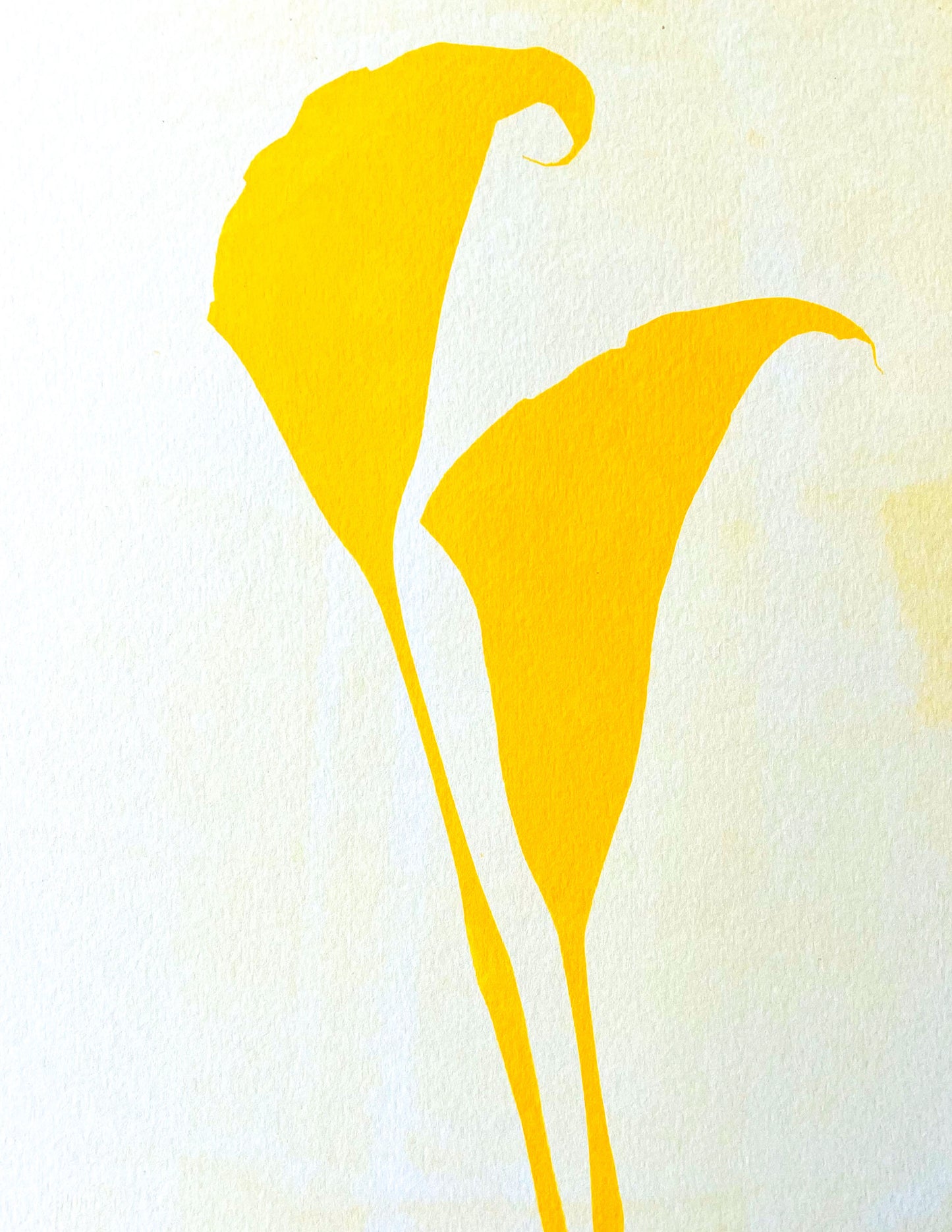 Turmeric Anthotype 1