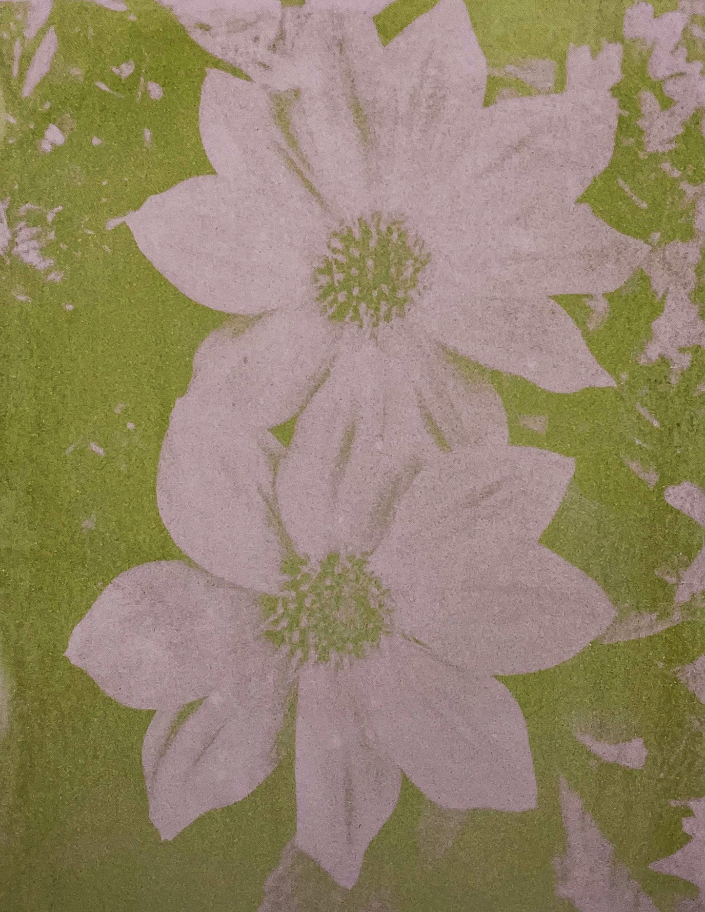 Caladium Anthotype 2