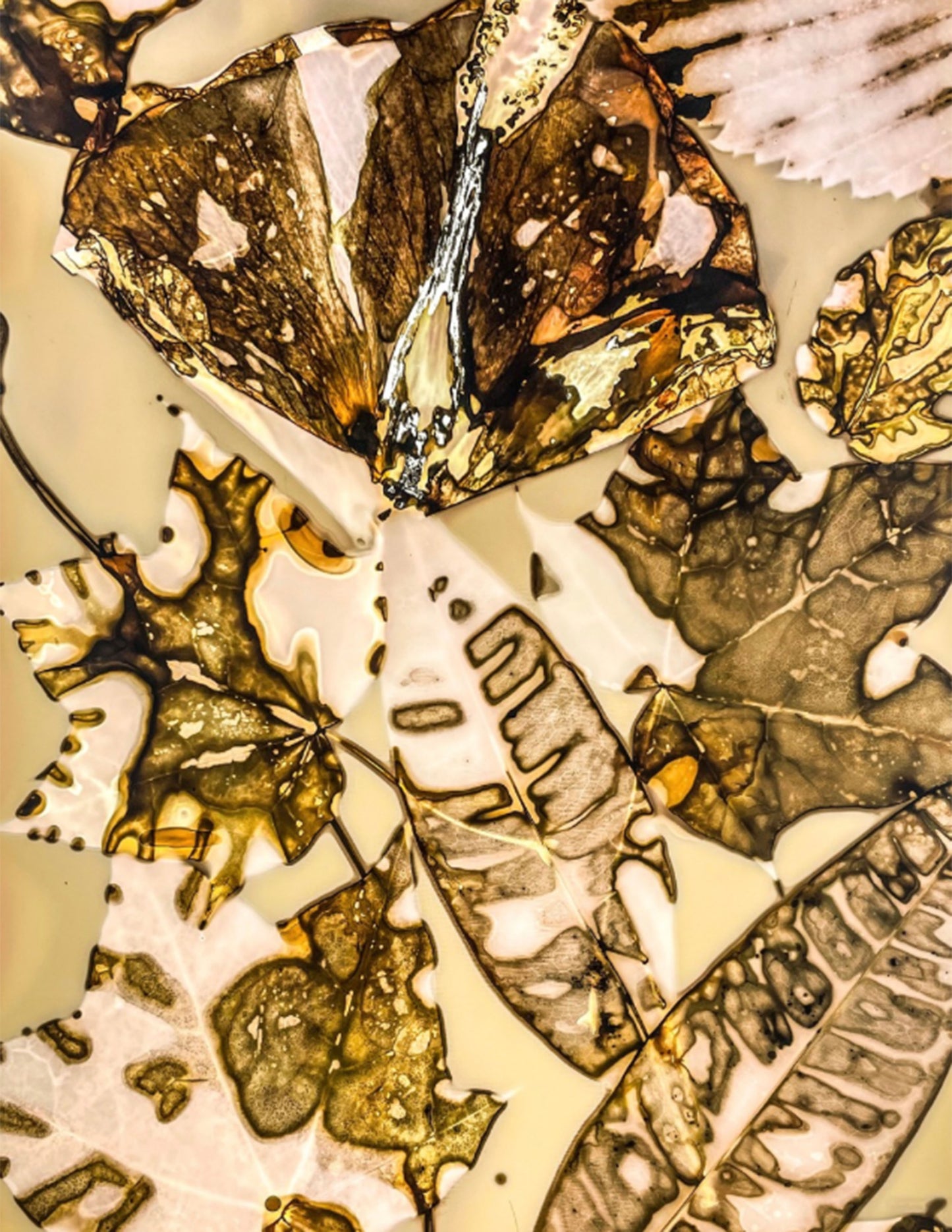 phytogram alternative photography gold leaves and plant cellular structures 