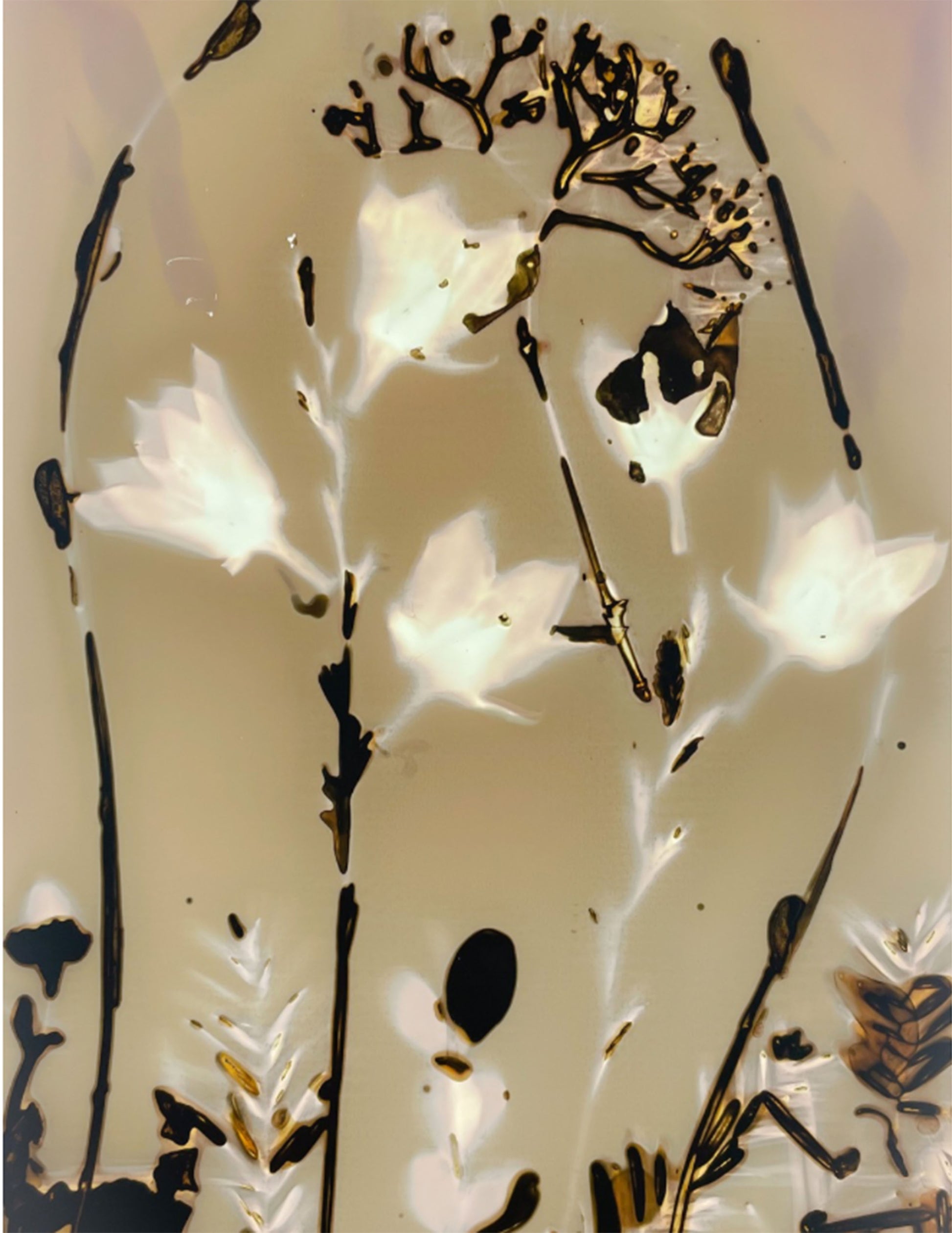 phytogram with plant morphology and contemporary art