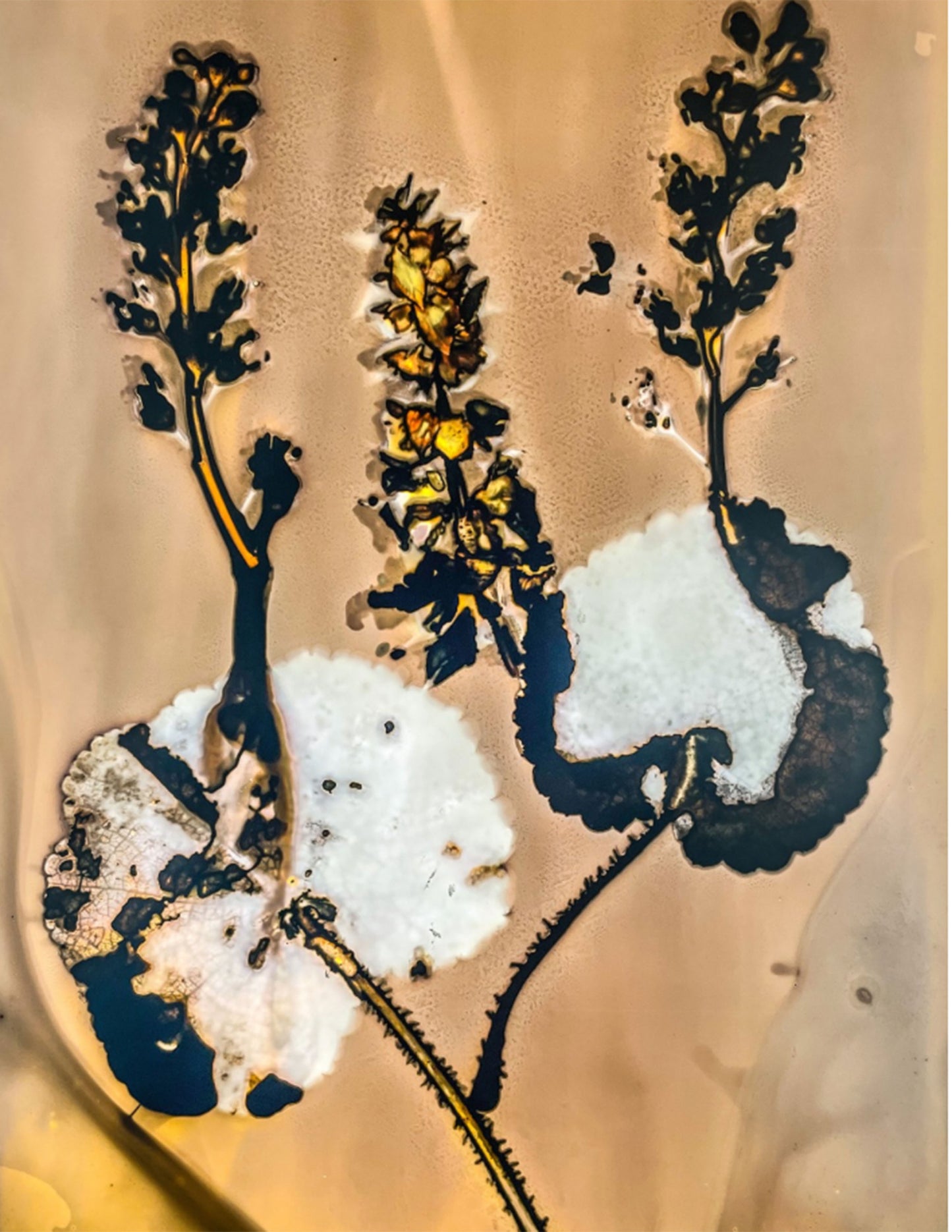 phytogram with artistic plant revealing cellular structures